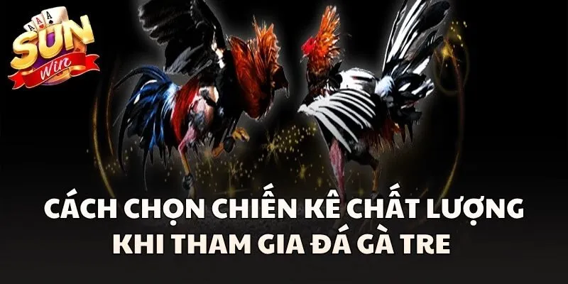 Cách chọn chiến kê chất lượng khi tham gia Đá Gà Tre